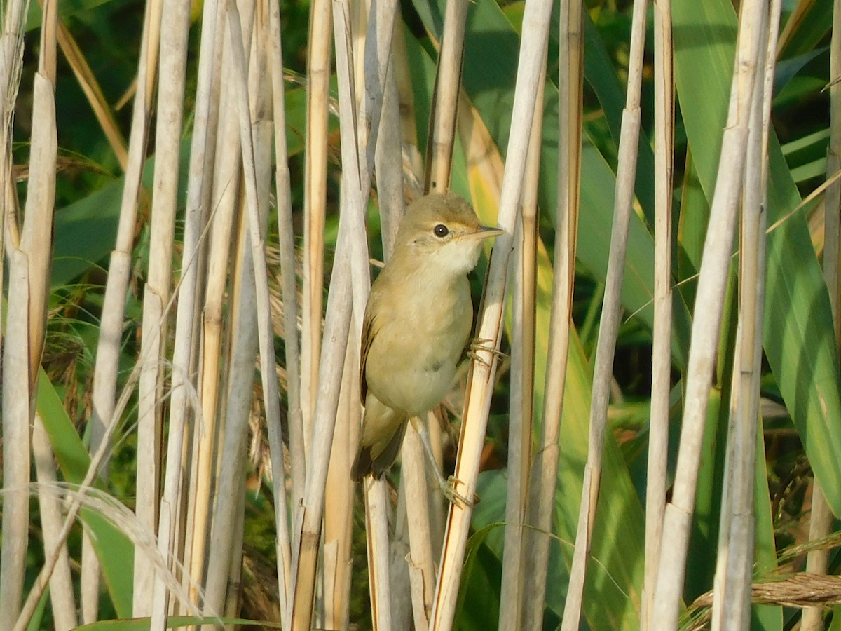 Common Reed Warbler - ML605547411