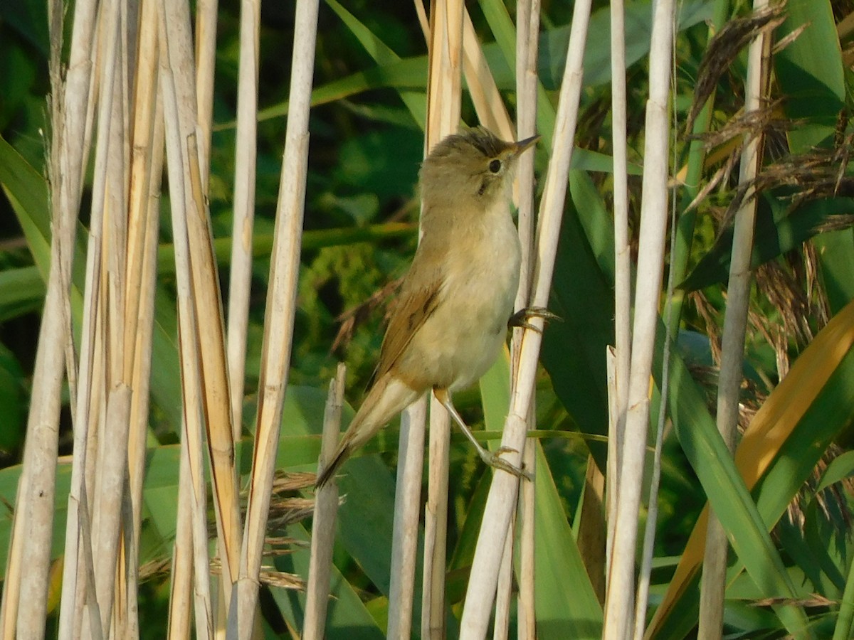Common Reed Warbler - ML605547451
