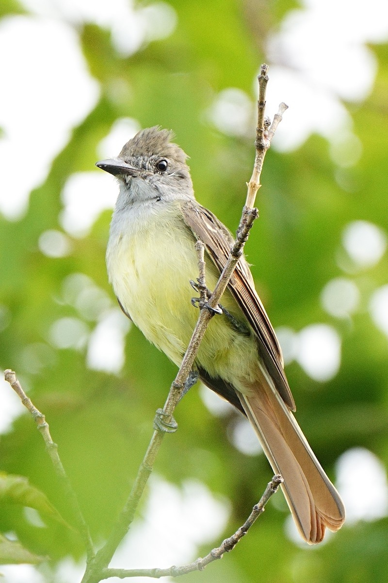 Great Crested Flycatcher - ML605547951