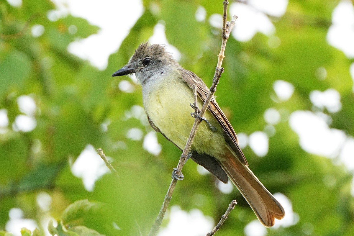 Great Crested Flycatcher - ML605547961