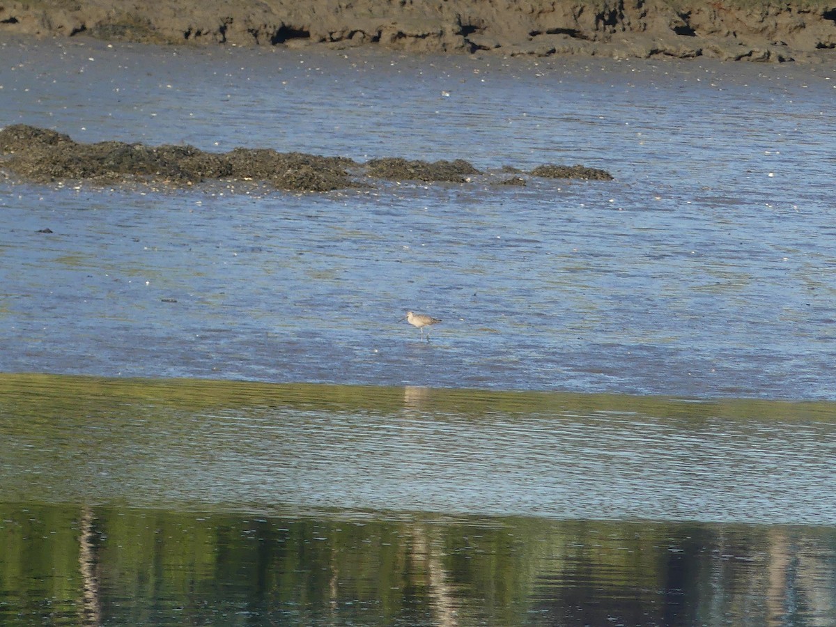 Marbled Godwit - ML605548261