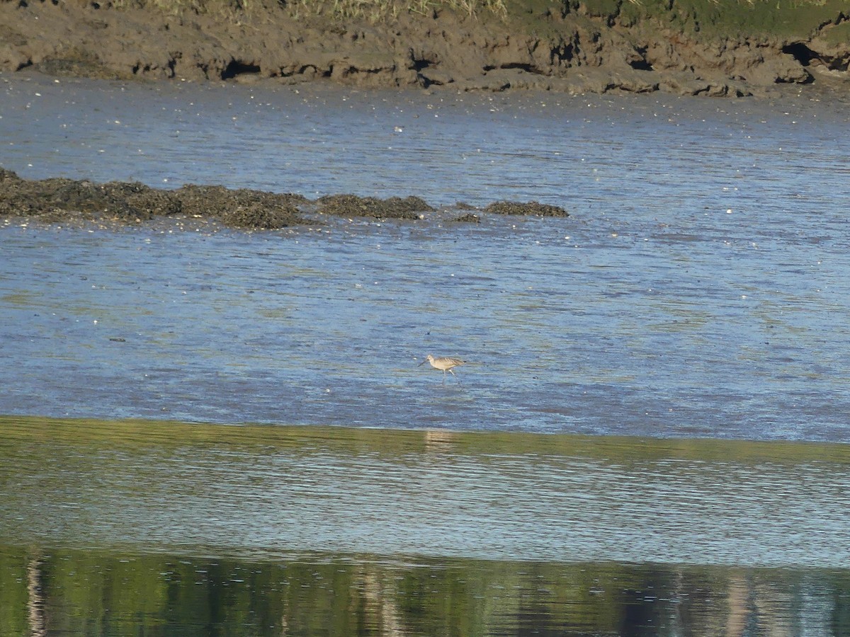 Marbled Godwit - ML605548271