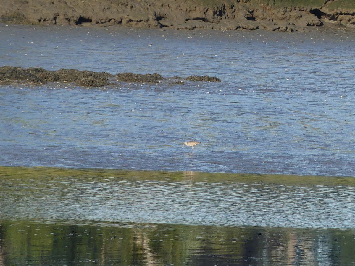 Marbled Godwit - ML605548281