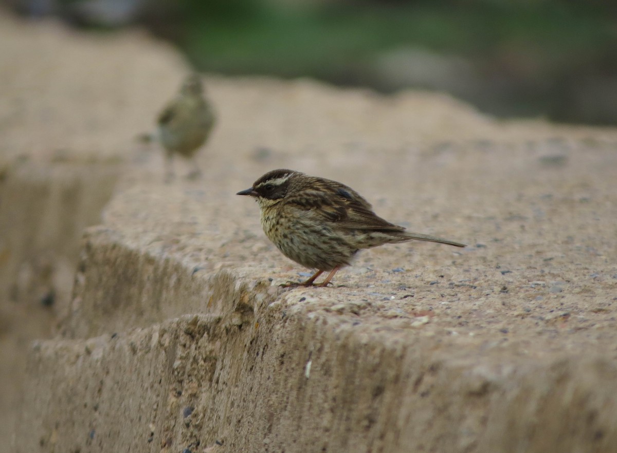 Radde's Accentor - ML605549241