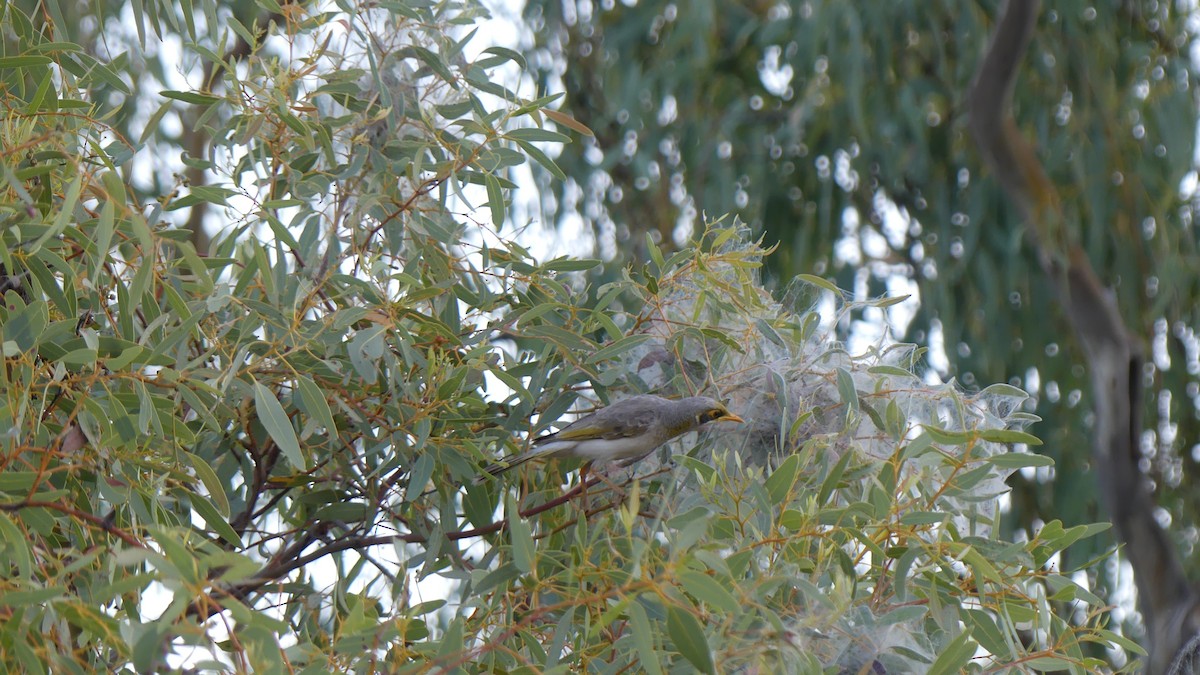 Yellow-throated Miner - ML605549531