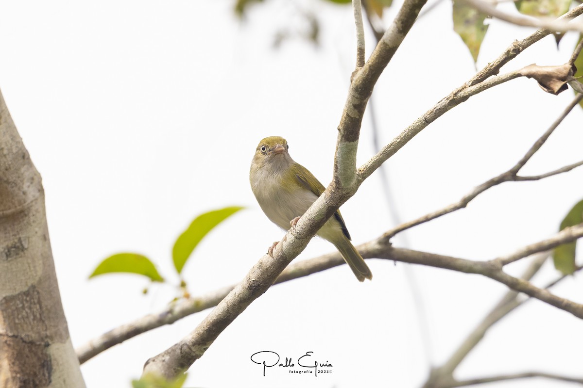 Gray-chested Greenlet - Pablo Eguia