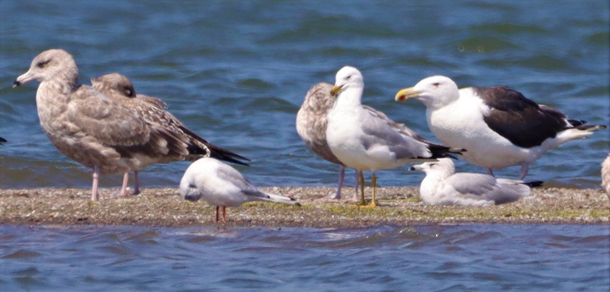 Great Black-backed Gull - ML605552571