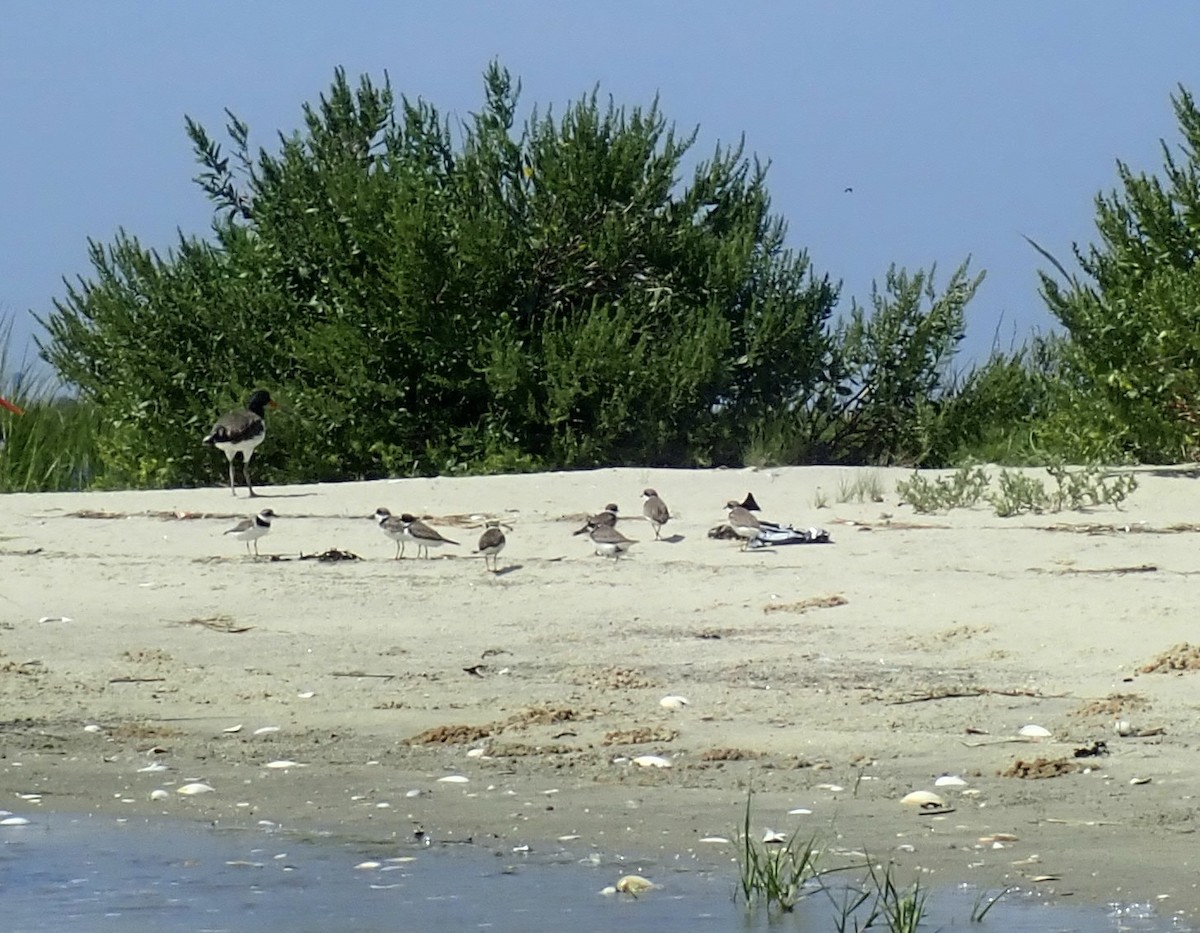 Semipalmated Plover - ML605554271