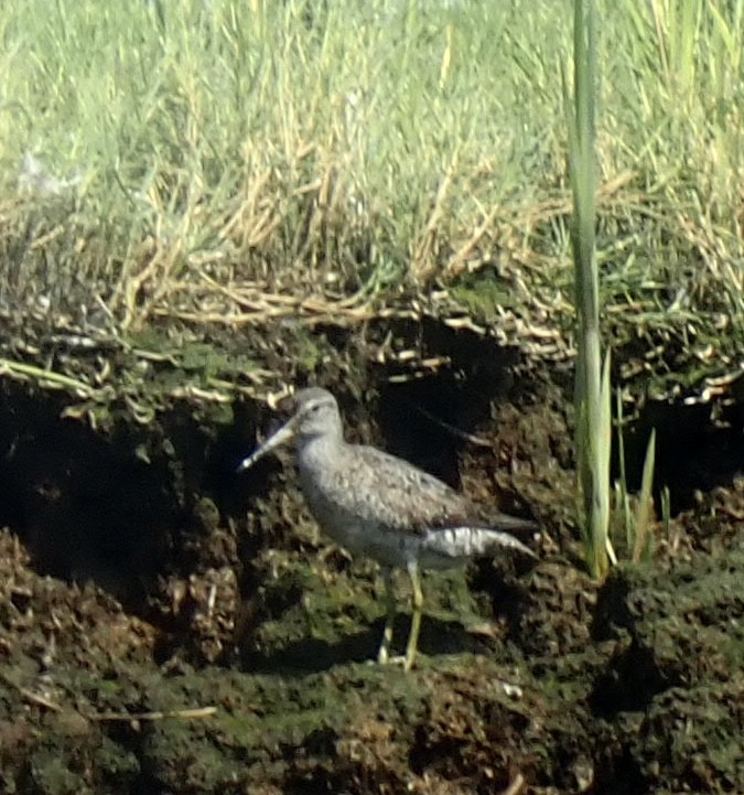 Short-billed Dowitcher - ML605554361