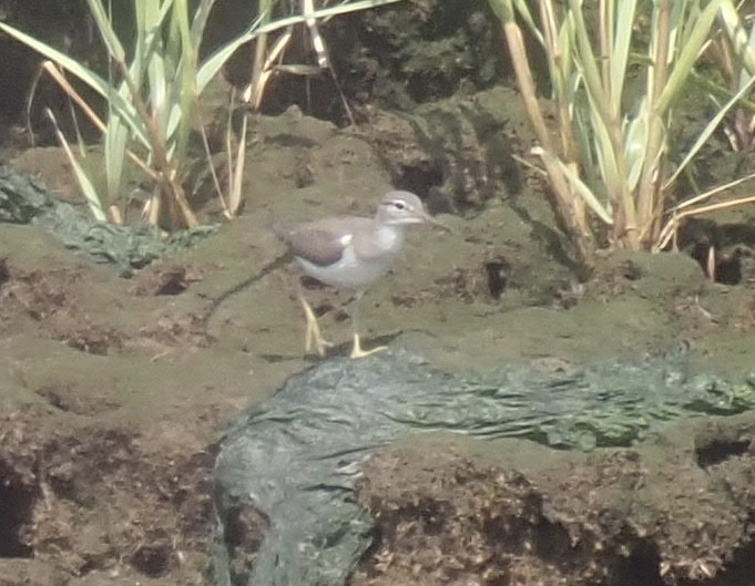 Spotted Sandpiper - ML605554451