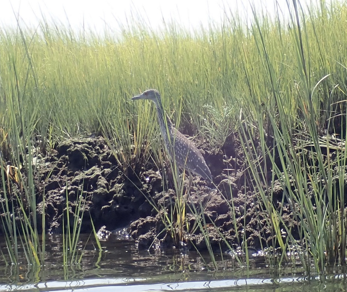 Yellow-crowned Night Heron - ML605555061