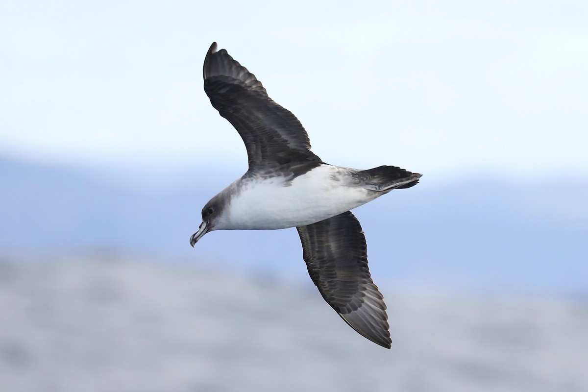 Gray Petrel - ML605555261