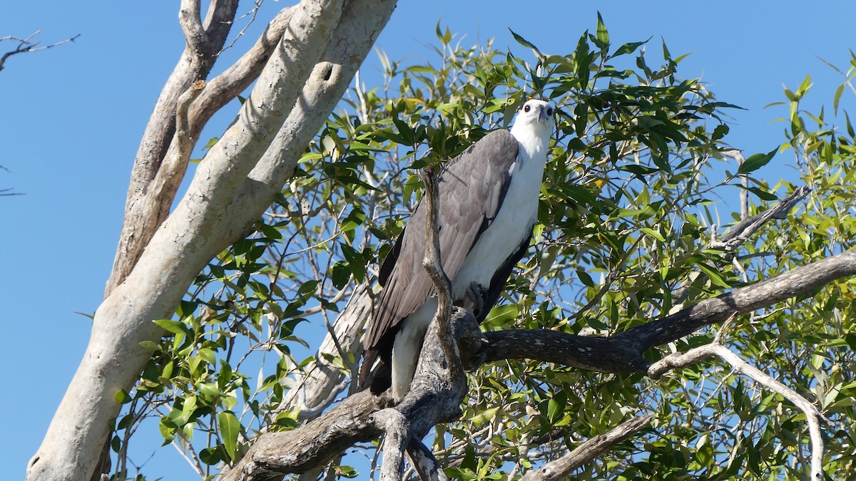 White-bellied Sea-Eagle - ML605555551