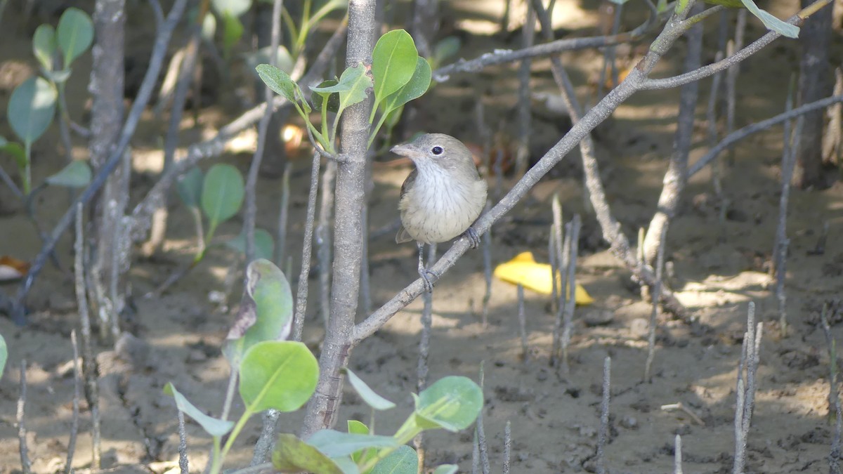 White-breasted Whistler - ML605555761