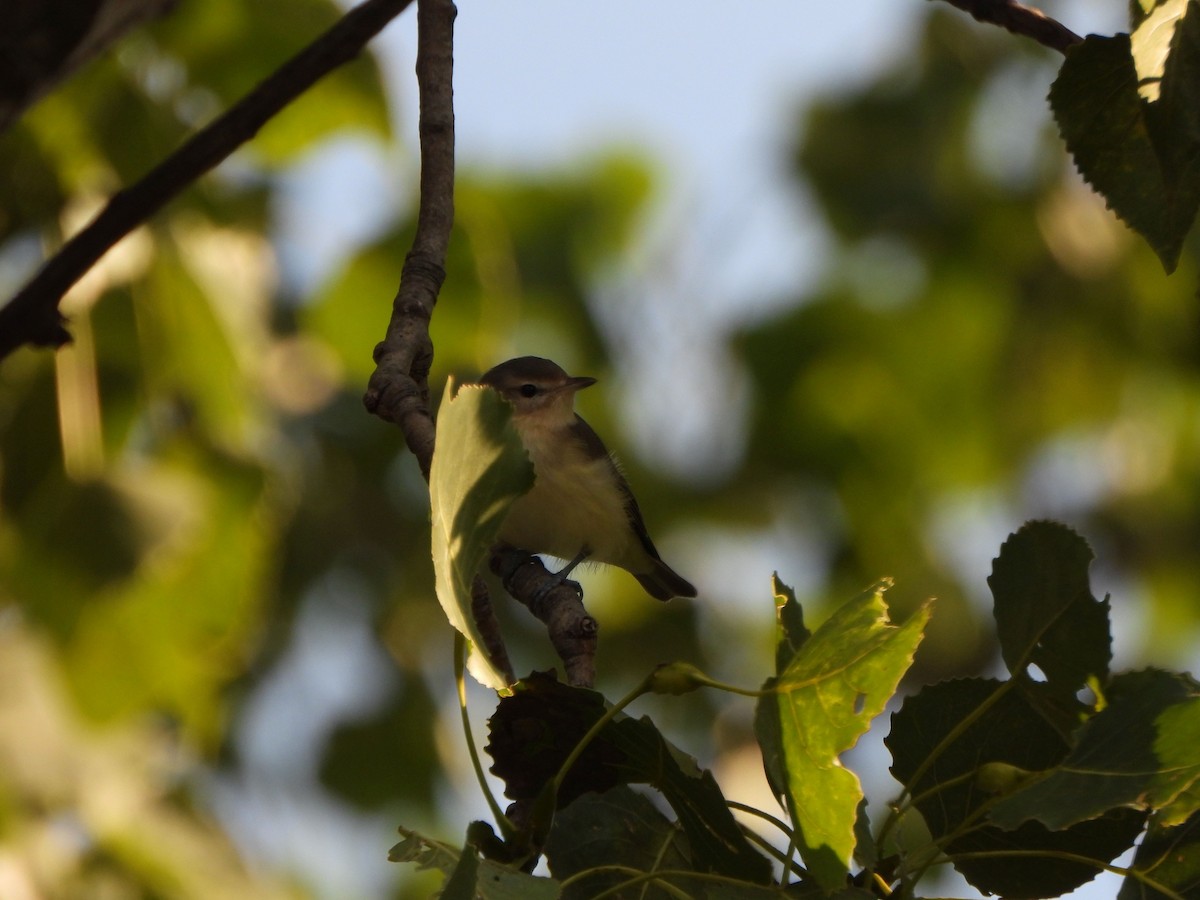 Warbling Vireo - Rick Luehrs