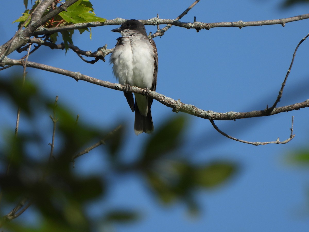 Eastern Kingbird - ML605556561