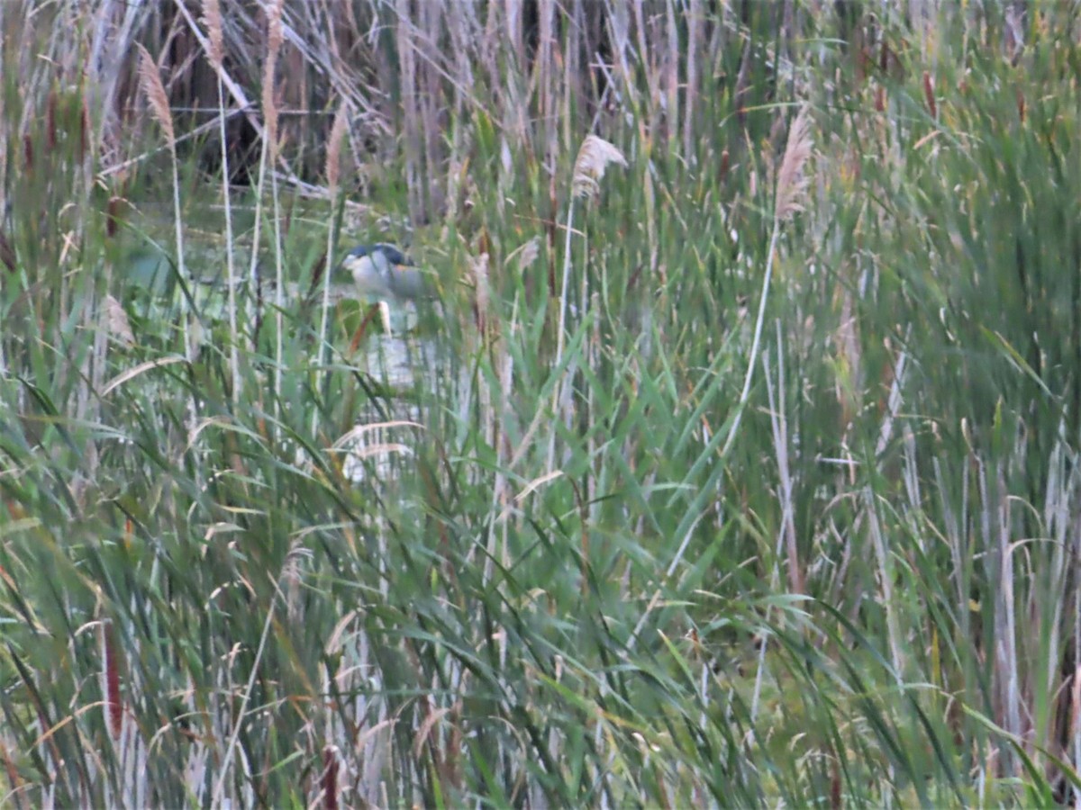 Black-crowned Night Heron - ML605557141