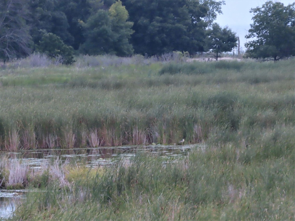 Black-crowned Night Heron - ML605557171