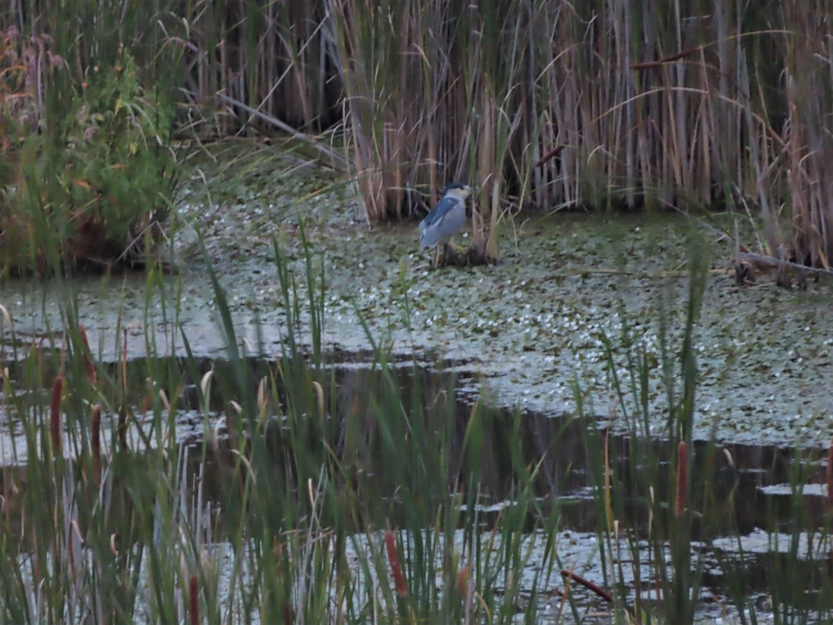 Black-crowned Night Heron - ML605557201