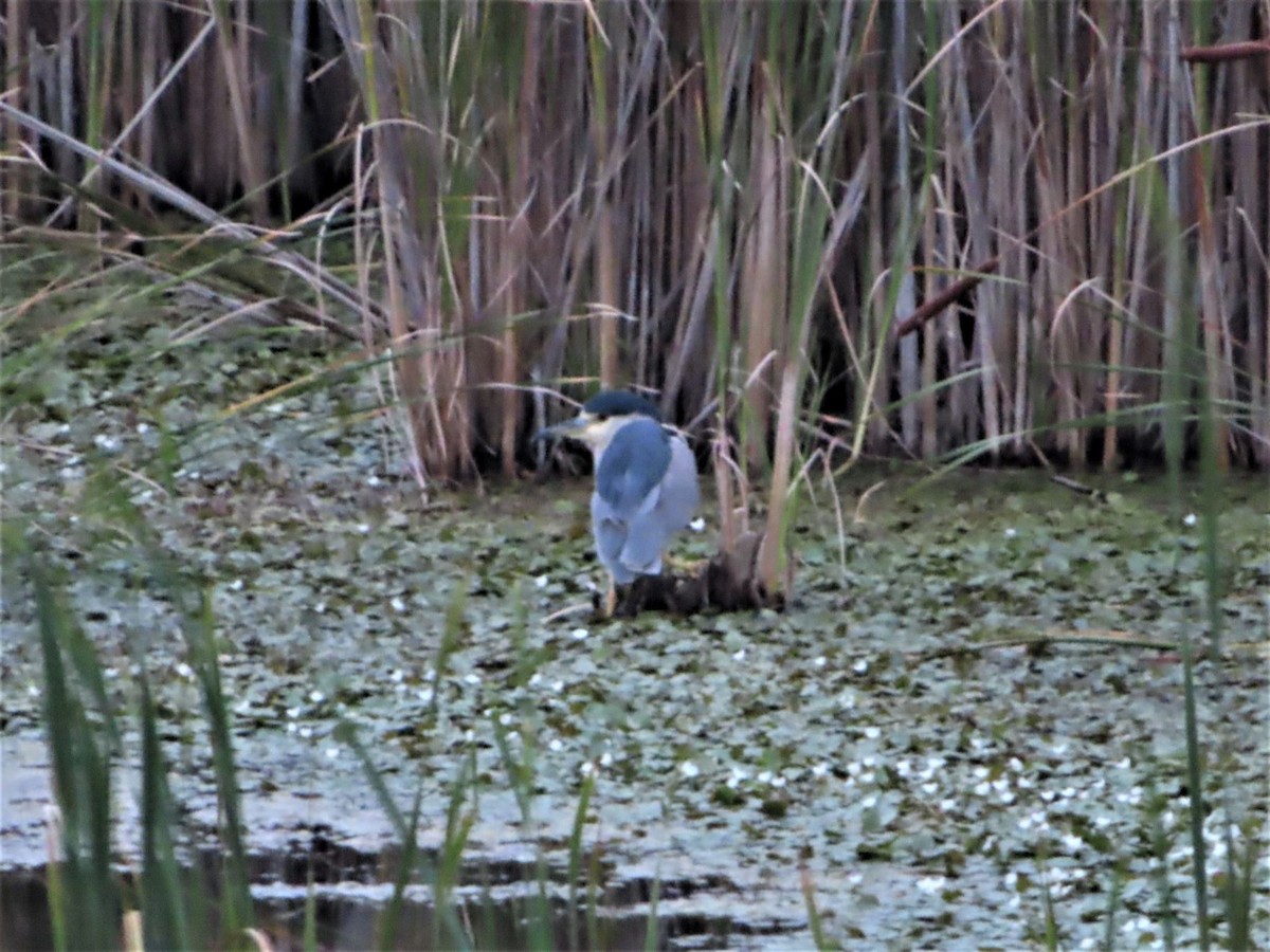 Black-crowned Night Heron - ML605557271