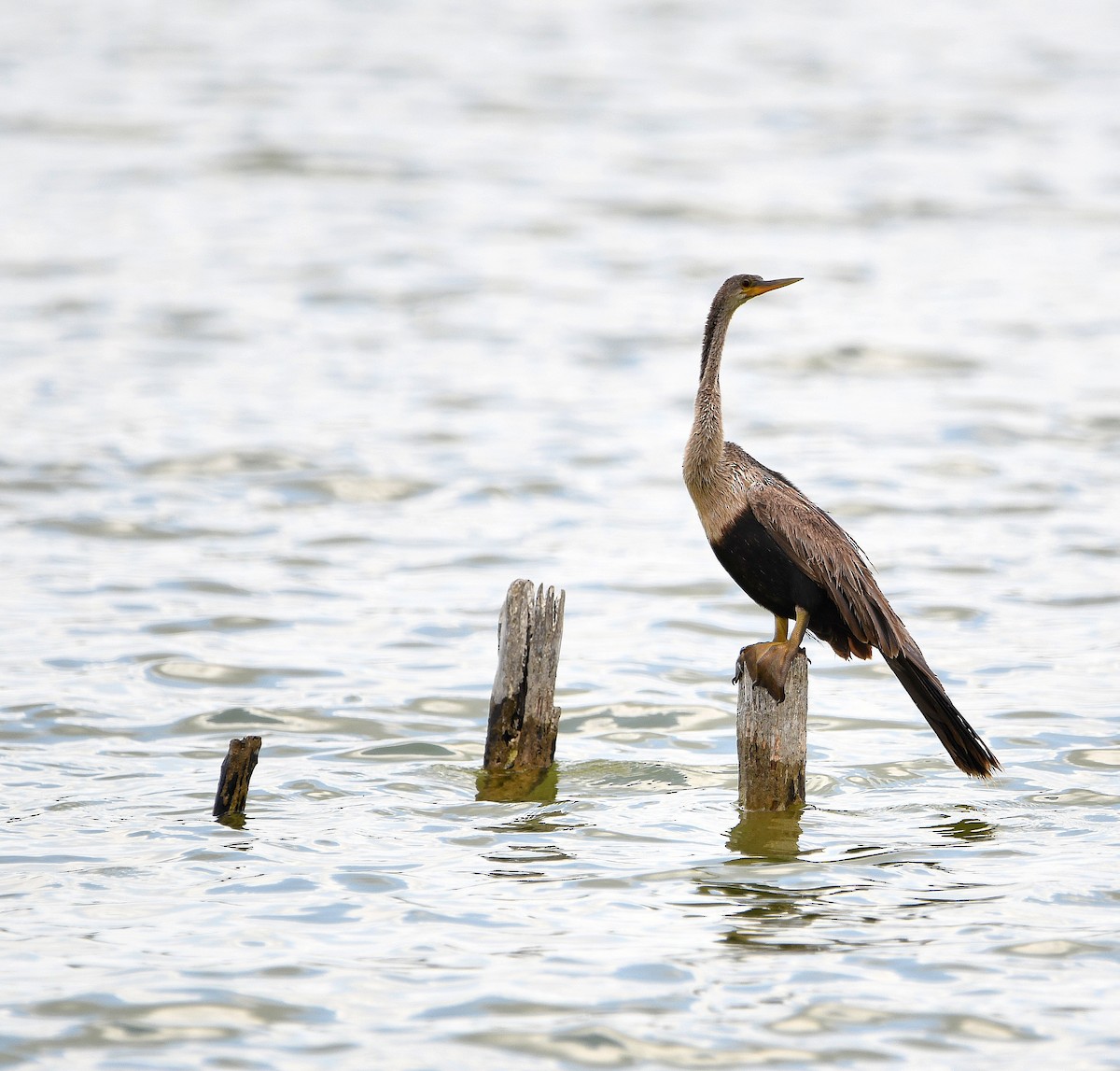 Anhinga Americana - ML605558631