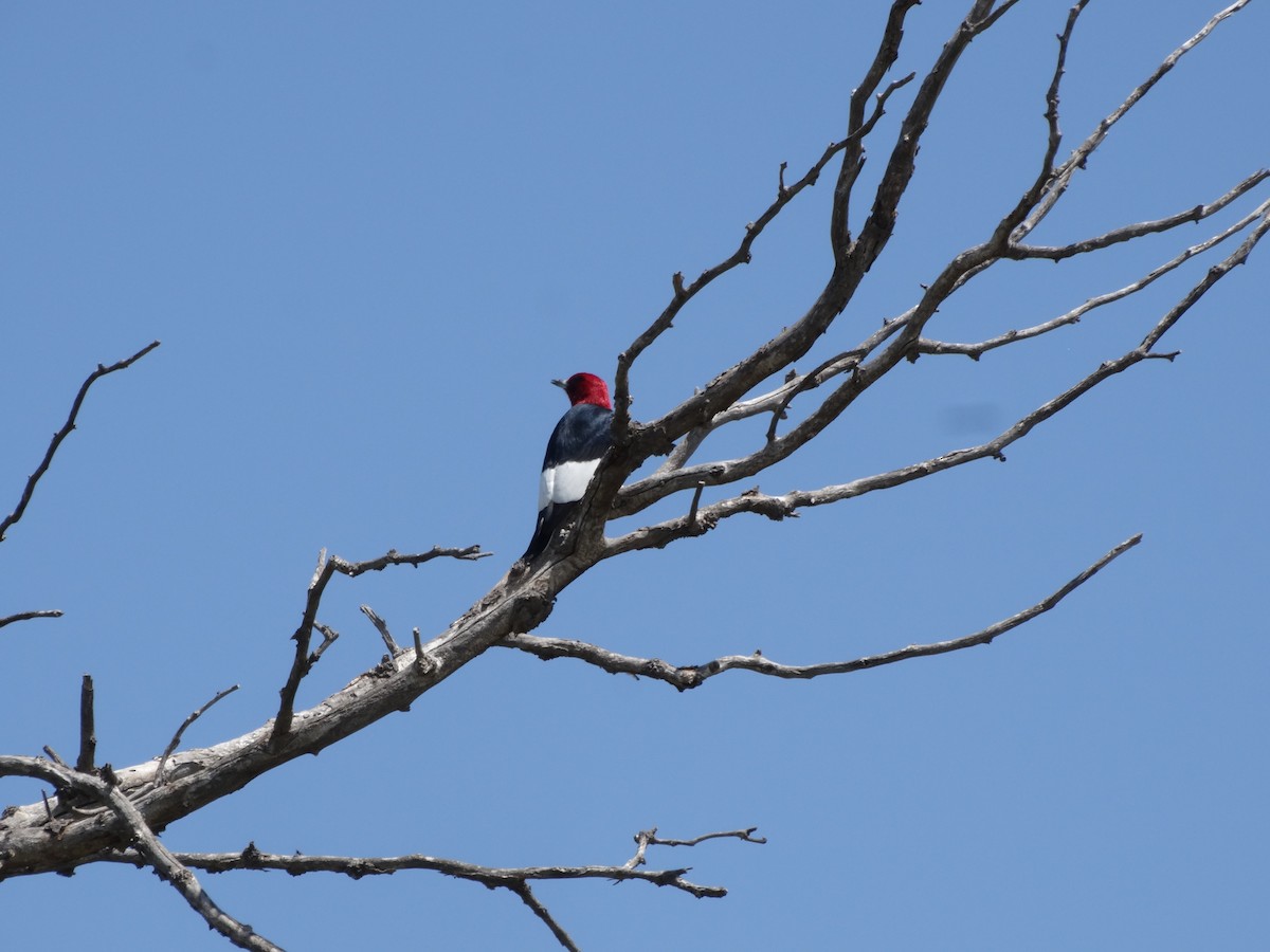 Red-headed Woodpecker - ML60555921