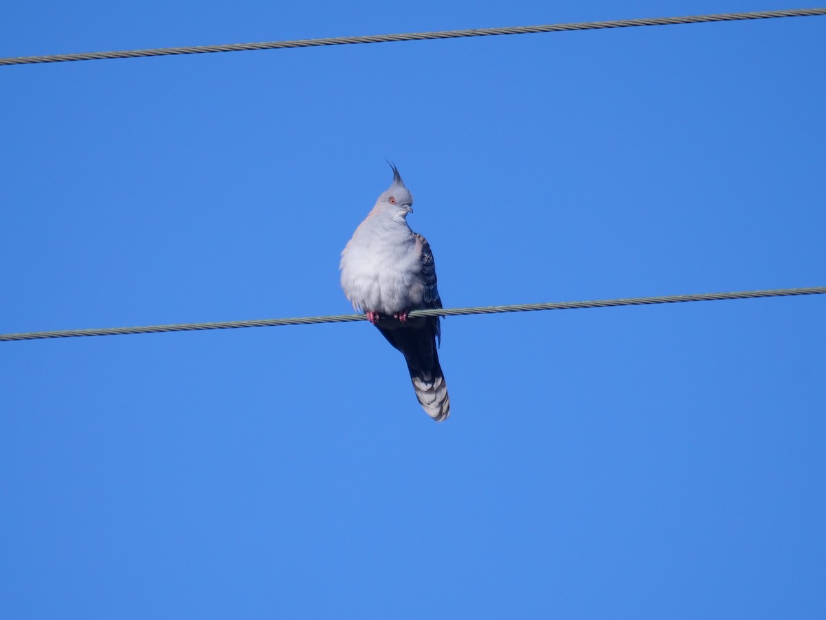 Crested Pigeon - ML605560821