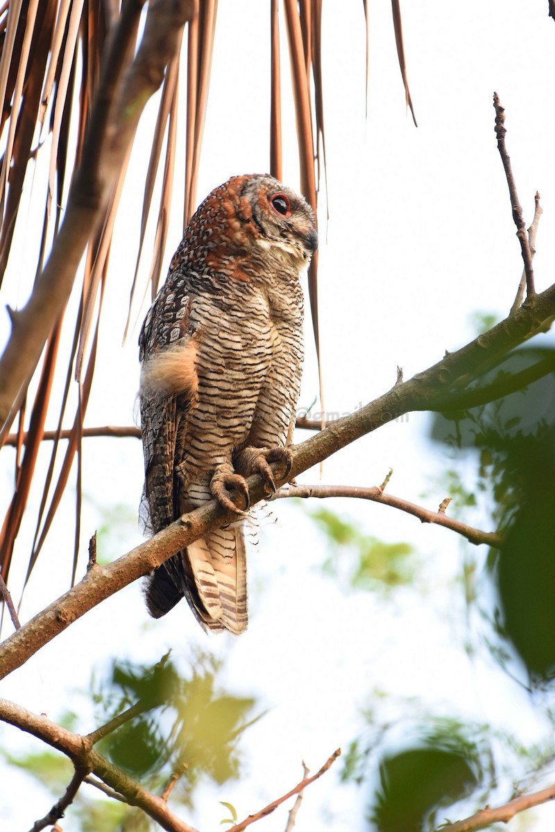 Mottled Wood-Owl - ML60556171