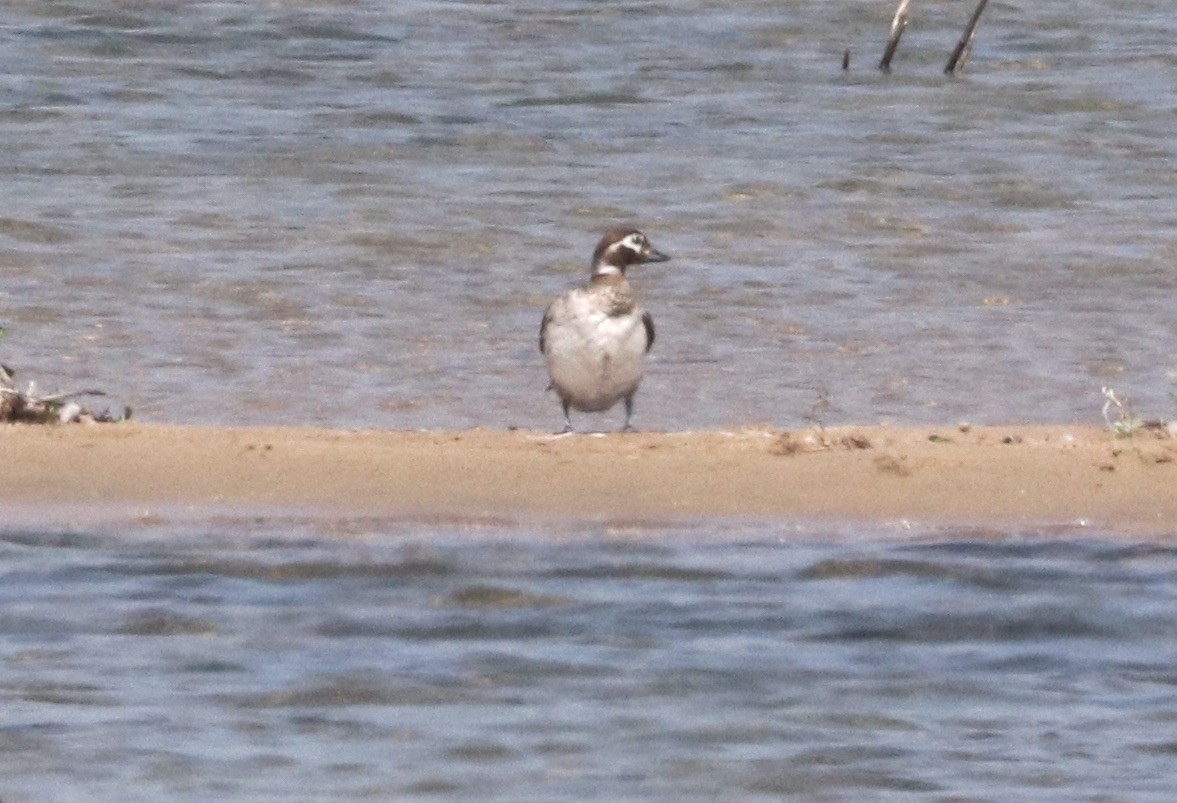 Long-tailed Duck - ML605562211