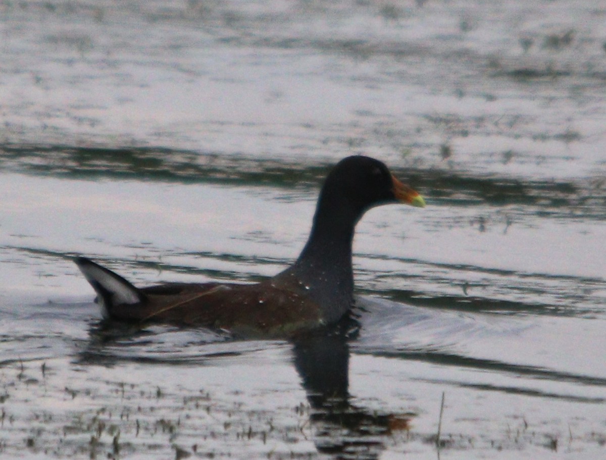 Common Gallinule - Serge Gendron