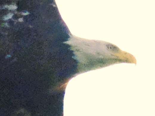 Белоголовый орлан - ML605562641