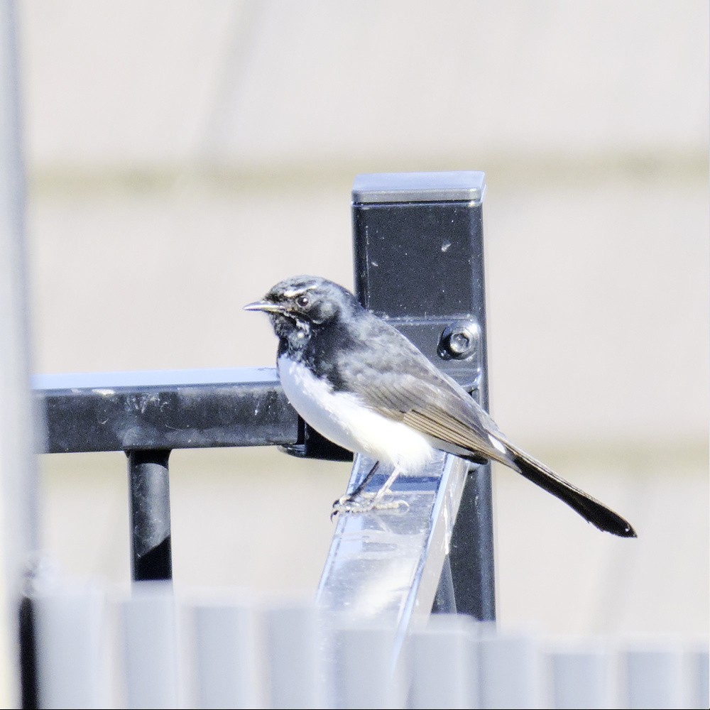 Willie-wagtail - Thomas Jaeger