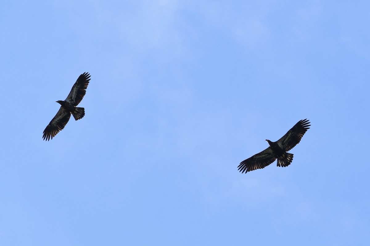 Bald Eagle - ML605563951