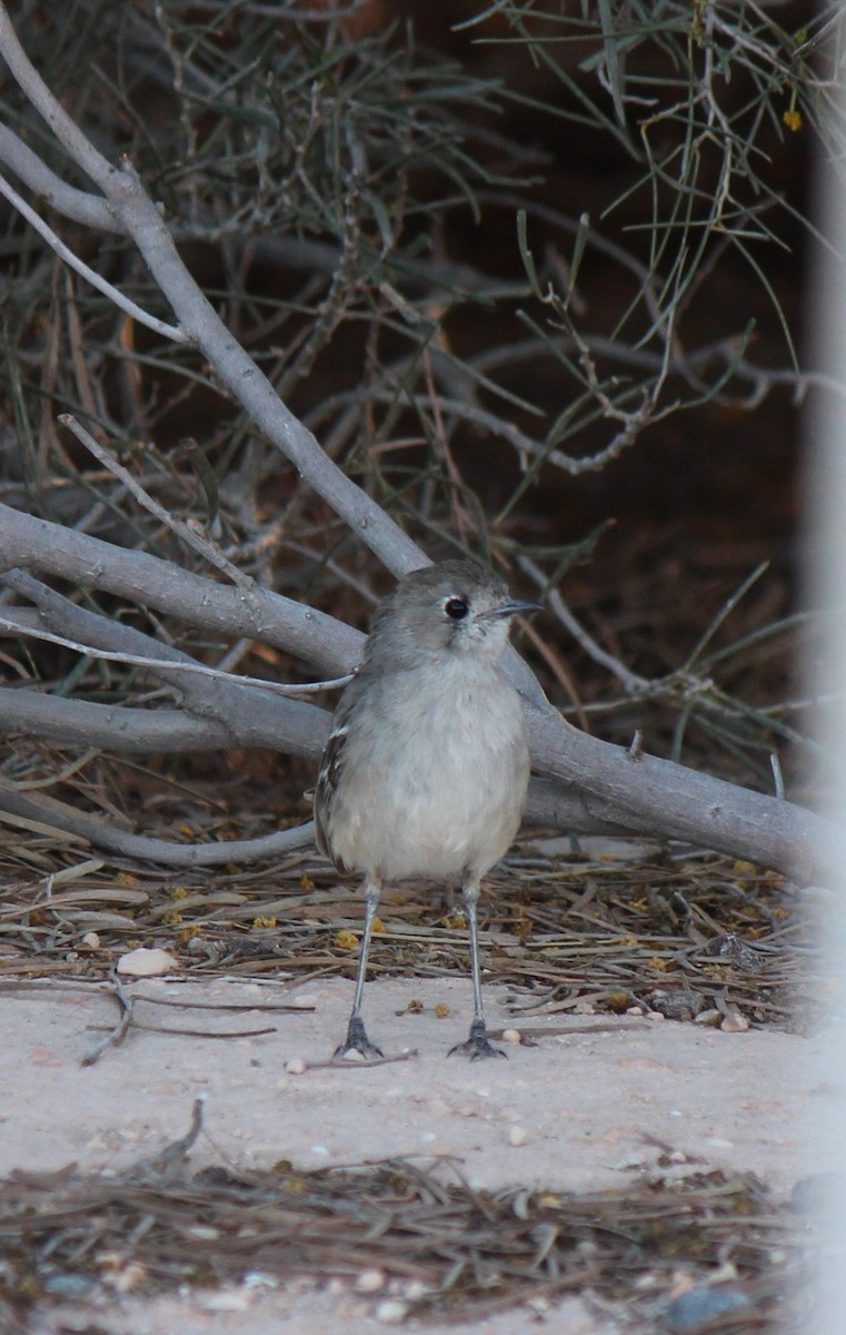 Southern Scrub-Robin - ML605564881