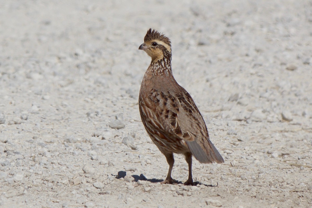 Northern Bobwhite - Cory Gregory