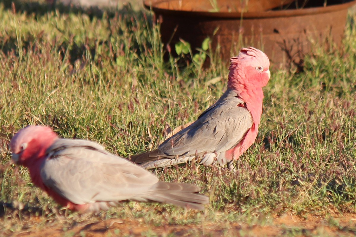 rosenkakadu - ML605565831