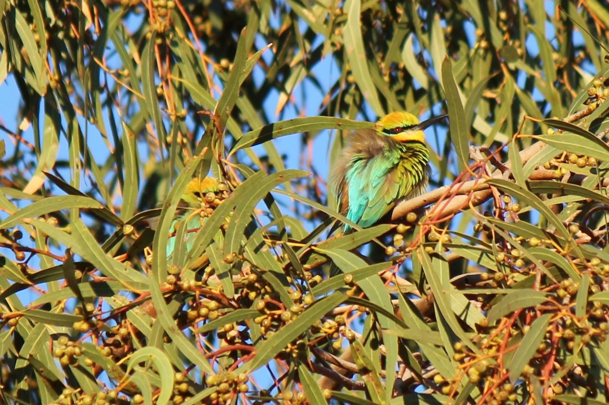 Rainbow Bee-eater - ML605566151