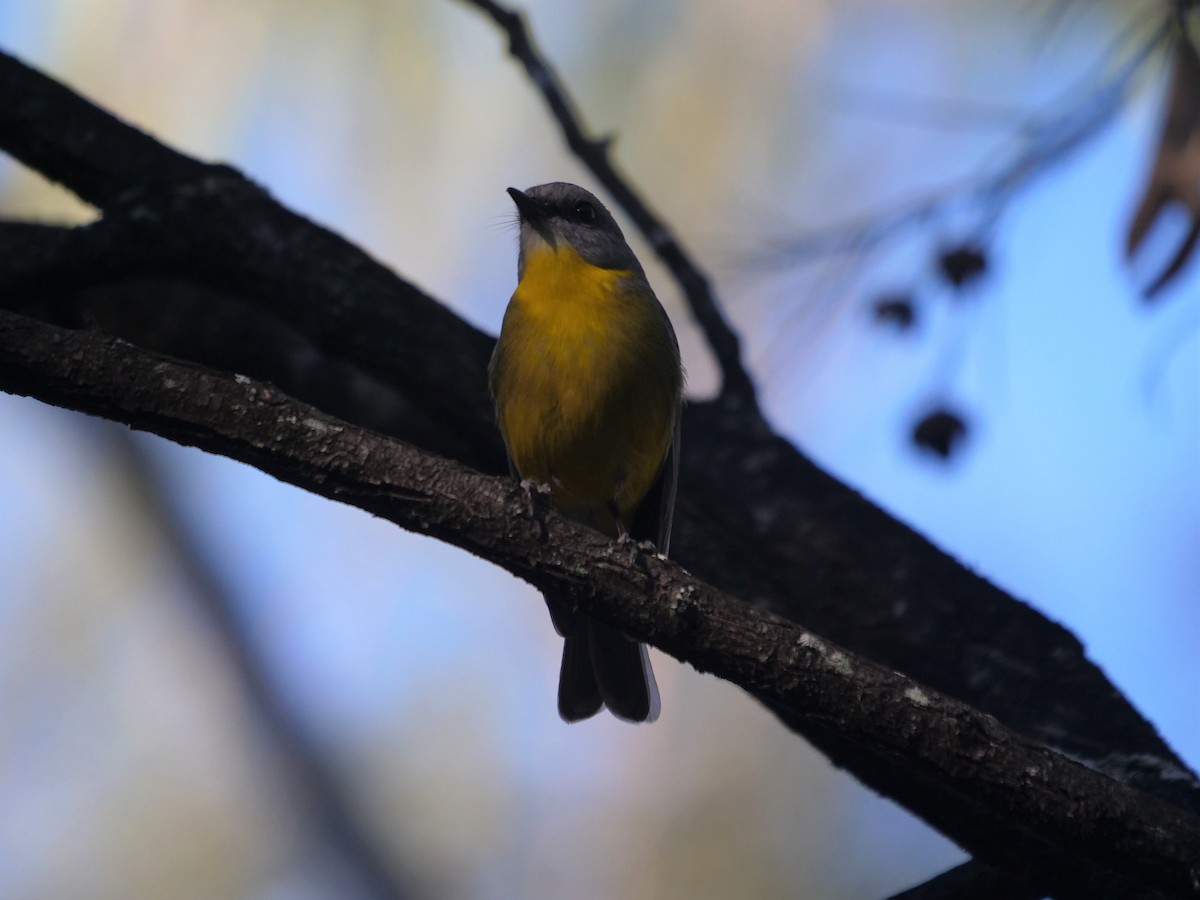 Eastern Yellow Robin - ML605567221