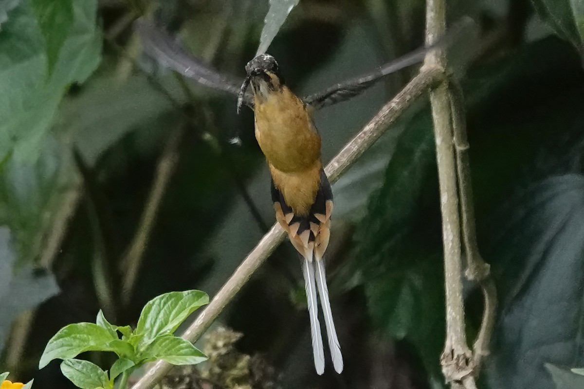 Ржавчатый колибри-отшельник - ML605567541