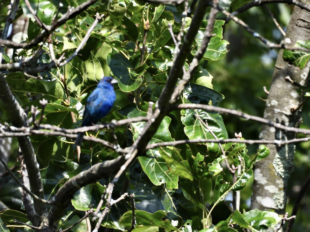 Indigo Bunting - Elliot Kirschbaum