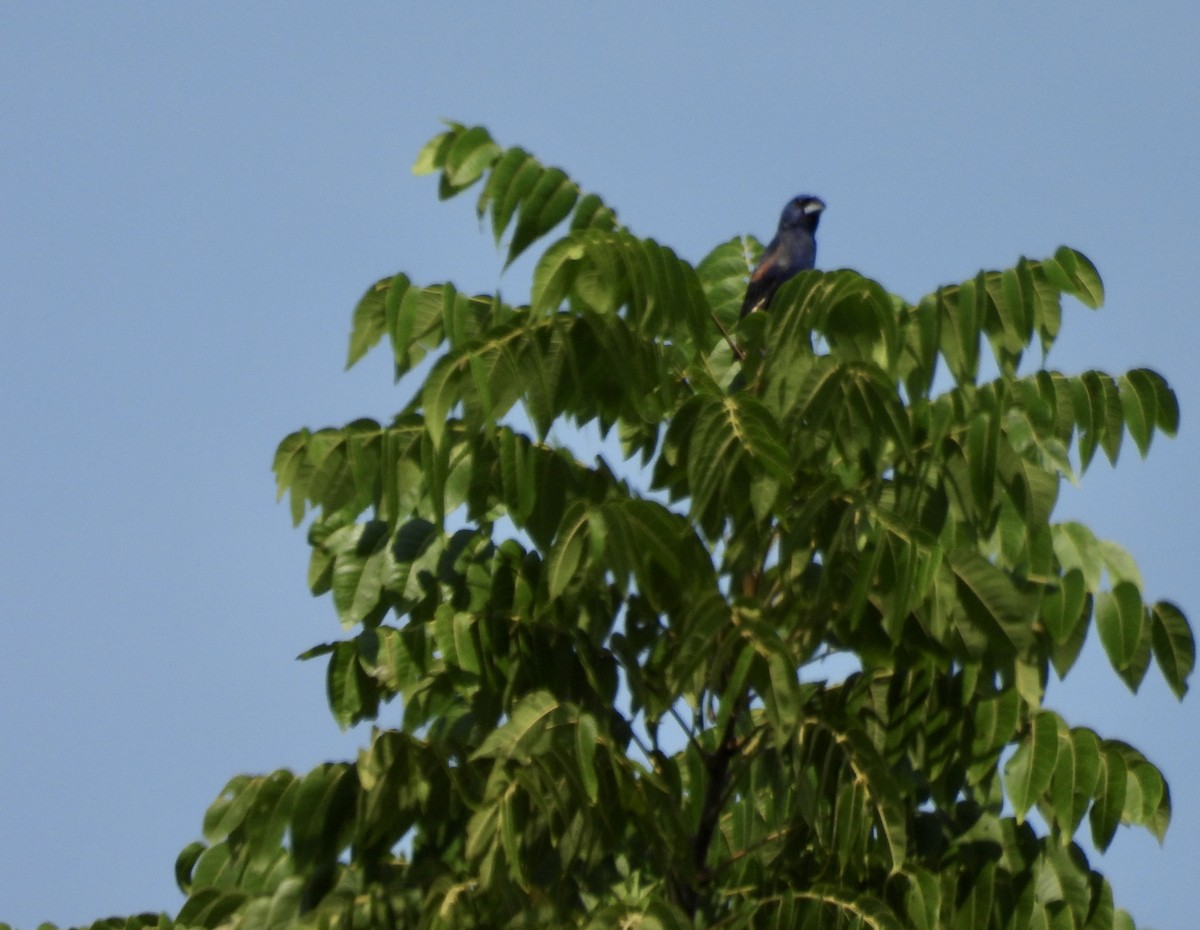 Blue Grosbeak - Elliot Kirschbaum