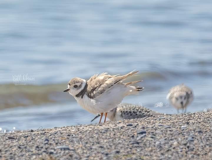 Piping Plover - ML605568451