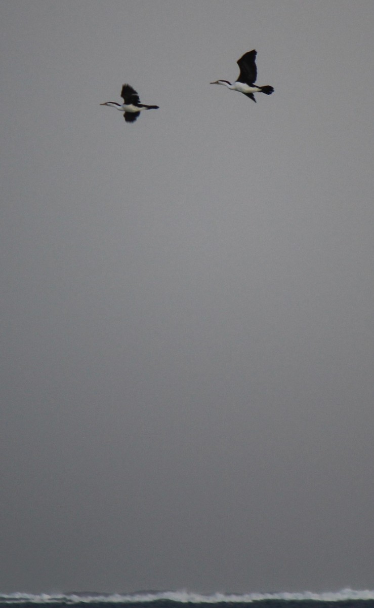 Pied Cormorant - ML605568941