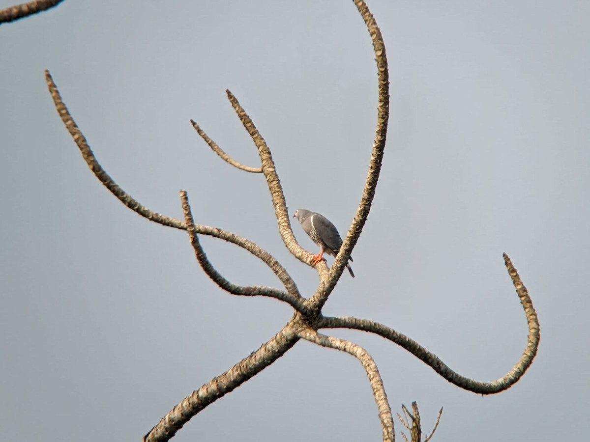 Lizard Buzzard - ML605569111