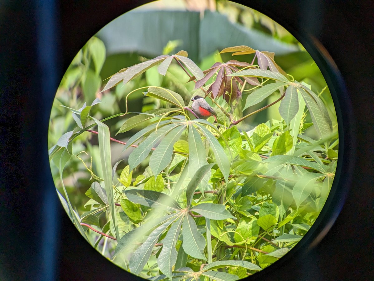 Black-headed Waxbill - ML605569121
