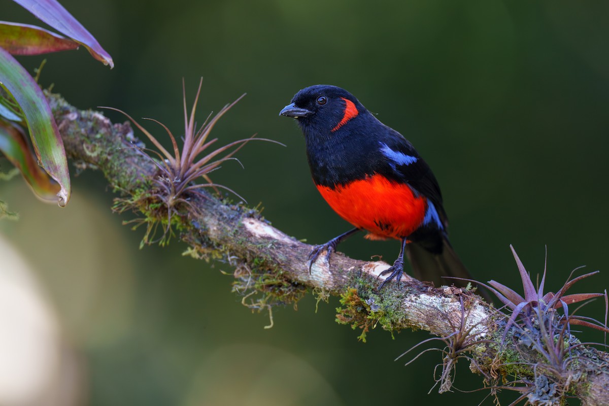 Scarlet-bellied Mountain Tanager - Jeff Hapeman