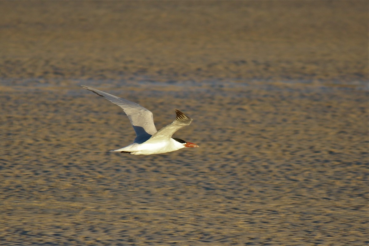 Caspian Tern - ML605569271