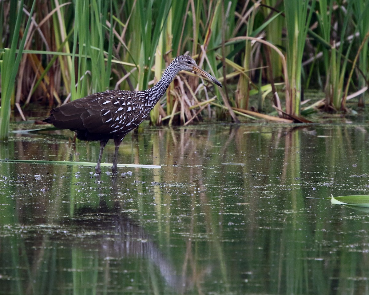 Limpkin - ML605569351