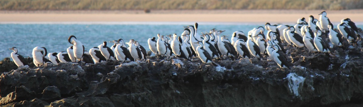 Pied Cormorant - ML605569421