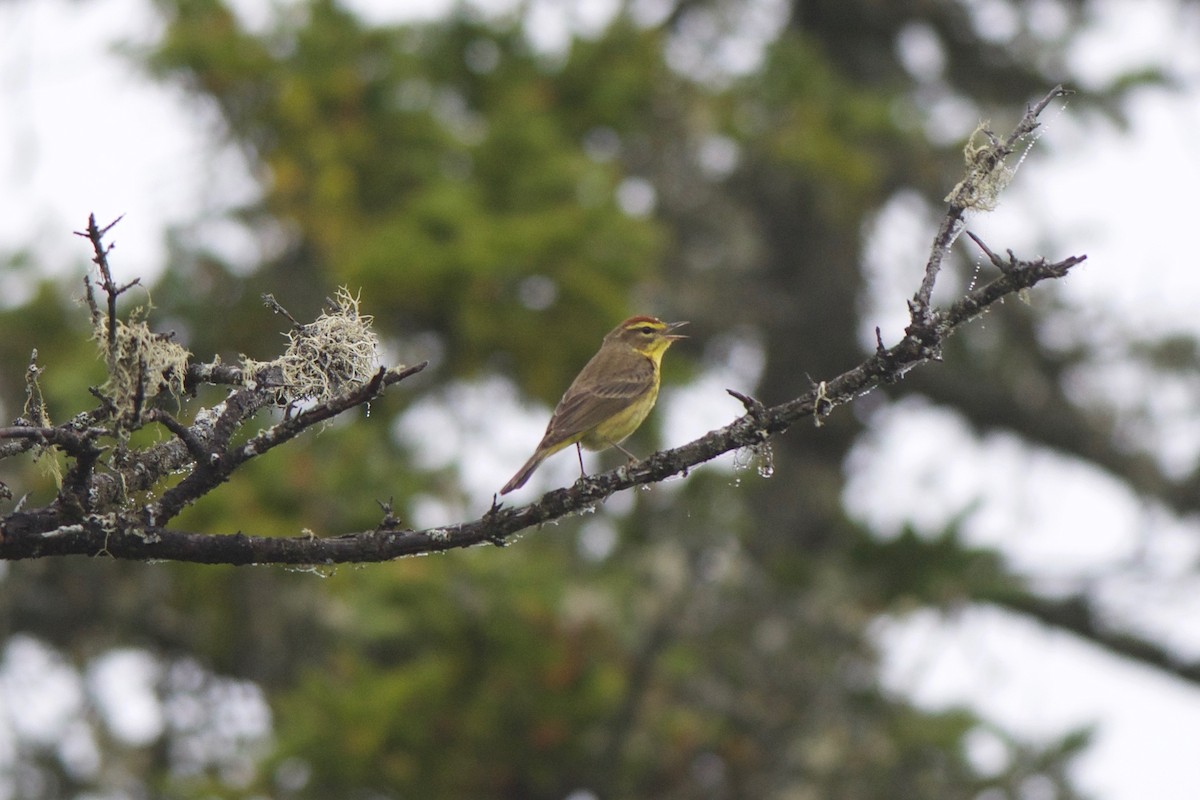 Paruline à couronne rousse - ML60556961